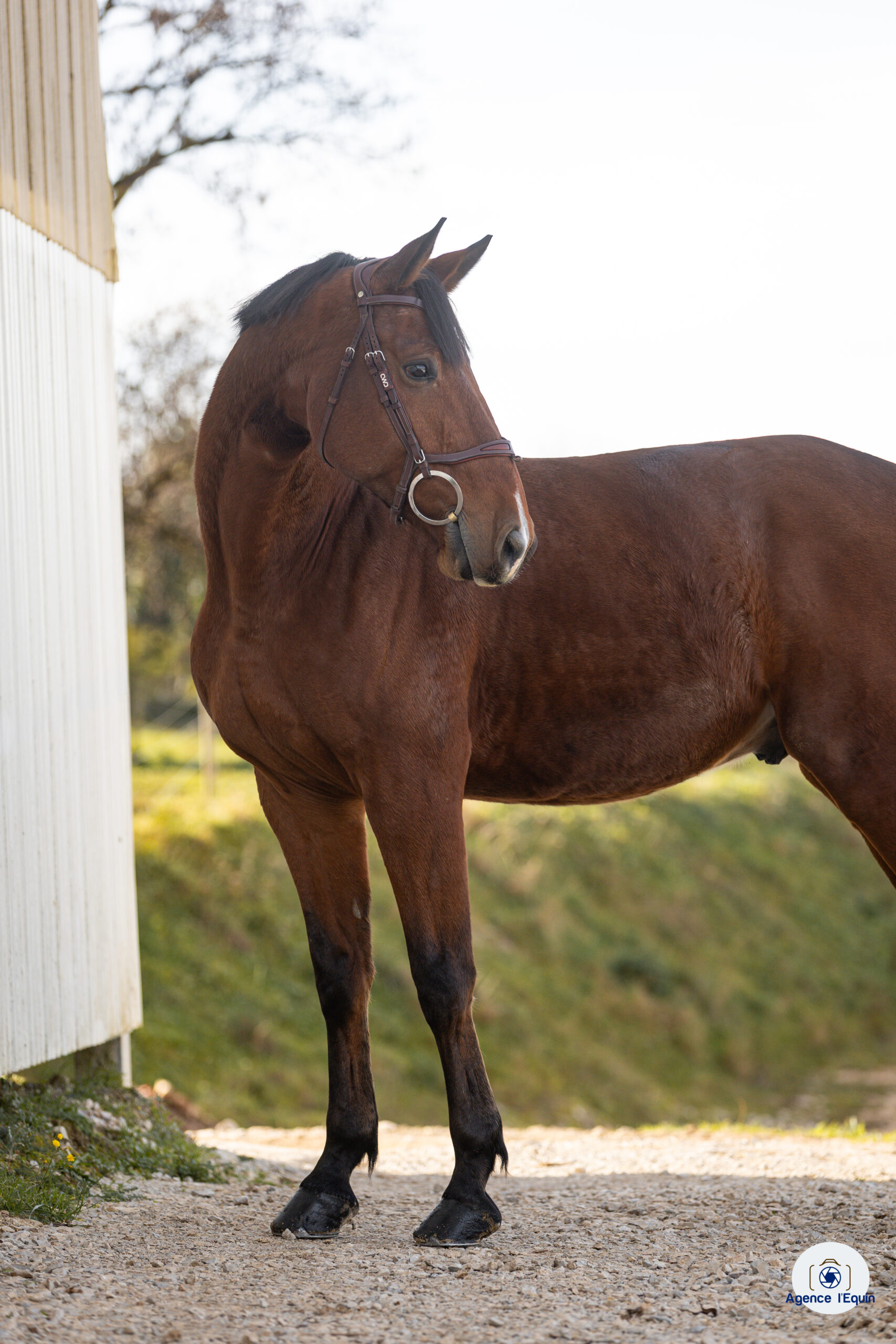 Photo commercialisation cheval de sport vente photographe équestre Bourgogne